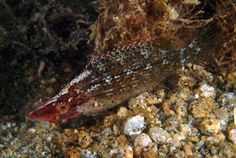 Symphodus rostratus